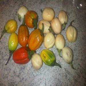  Producteurs Des Légumes Au Togo - fruits et légumes salut,  je cultive des produits agricoles tels que bitekuteku,  ngaï-ngaï,  bilolo, ademe, matembele,  aubergine blanche,  arachides fraîches et ben d'autres. donc vous pouvez me contacter pourque je puisse vous les fournir de bonne qualité et à des prix très bon