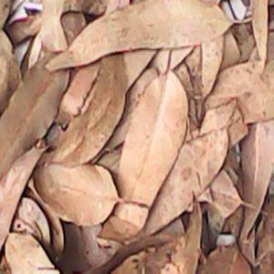  Feuille D'ecaluptus - matiere vegetale nous disposons d'un important parc d eucalyptus dont nous pouvons r&eacute;colter les feuilles et les graines pour vous. nous sommes dispos&eacute; &agrave; toutes propositions