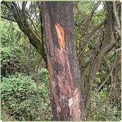  Prunus Africana Extrait D'écorce Vendre - fruits et légumes nous sommes fournisseur de plantes médicinales(pygeum africanum) de différents types. des plantes sont d'une grande qualité. nous vendons dans les deux petites et grandes quantités. nous faisons de notre livraison par avion et par bateau. nos prix sont très mod&eac