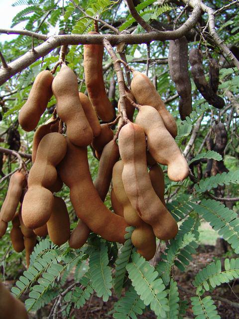  Tamarin - fruits et légumes madame ou monsieur,  nous vous informons que nous disposons plusieurs quantités de tamarin 100 % naturel à un prix très compétitive et les frais de transports est à notre charge. nous marchandise es toujours accompagner d’un certificat d’analyses physico-chimiques e