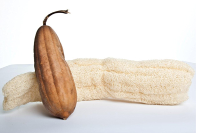  Éponge Naturelle Loofa - hygiene entretien graine de loofah,  loufah, nachaf disponible pour les serieux avec une tres bonne geemination &agrave; un prix r&eacute;sonable.--quantit&eacute; limit&eacute; selon disposition.--merci.
