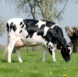  Genisse Pleine ,veaux - animaux vivants voici la liste des prix actuel des genisses et veaux---- genisse pleine---holstein de france-hollande- cif port de casa-2000 euro  - prix sans transport- 1690euro--holstein allemande- 2050euro cif port casa - prix sans transport- 1750euro--fleckvieh simmental- 2180euro--montbeliard- 2200euro-- --vea