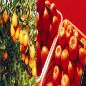  Orange Et Mandarine - fruits et légumes nous exportons depuis la chine des oranges navel et des citrus unshiu marcovitch.--la saison commence bientôt,  pour toute demande merci de prendre contact avec nous.----we export from china navel oranges and citrus unshiu marcovitch--the season is starting soon. for any demand please feel free