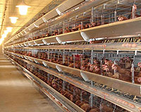  Batterie Poulet Pondeuse - matériels machines bonjour nous somme une sarl d'import export nous cherchent un fournisseur de   batterie poulet pondeuse  de différant capacité merci. 