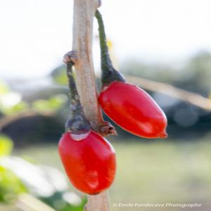  Fruits Plants Goji Des Pyrénées- Orientales 66 - semence graine plant maraichage f&l + lycium barb. plants & fruits ( baies goji frais ou transform&eacute;s) ***2015/2016 l'innovation continue avec absinthe fra&icirc;che et transform&eacute;e,  verveine citronnelle fraiche et s&eacute;ch&eacute;e,  fenouil,  f&egrave;ves,  oignons doux de toulouges *** toute l'exploitatio