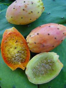  Vente De Pépins De Figue De Barbarie (cactus) - huiles salam je suis producteur de pépins de figue de barbarie (cactus). j besoin de commércialiser mon production. trés bon qualité.