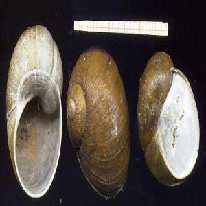  Try Snail Helix Aperta (cantareus Apertus) - animaux vivants i try supplier snail helix aperta (cantareus apertus),  to import in italy. please contact me if you have this breed of snail.