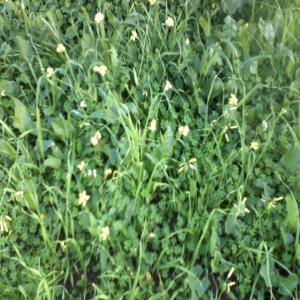  Sauge Sclarée Et -basilc En Vrac - semence graine plant  je suis un  producteur des plantes aromatique  je vend 500 kg sauge sclar&eacute;e et 500 kg basilic s&egrave;che en vrac production 2013