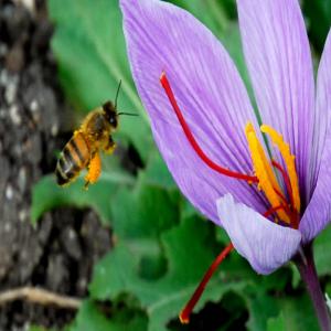  Safran Bio Français - épices aromates safran produit en france,  en auvergne, récolte 2012,  --produit de très grande qualité (sélection fine de la meilleure partie du pistil)--exploitation  certifiée en cours de conversion à l'agriculture biologique depuis 2010.--tout conditionnement possible (0, 1