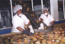  Ananas.bananane.mangues Noix Coco Frais Ou Sec - fruits et légumes nous saurons vous fournir des fruits tropicaux de qualité de la côte d'ivoire, du poisson, fruits de mer  et sel, du bissap rouge etc etc contactez-nous