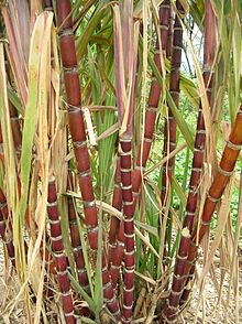  Canne Sucre Recoltee De Bonne Qualitee Et Sucre - produits sucrés bonjour a tous nous mettons en vente de la canne a sucre produit et récolté au bénin. avec ses multiples verture  la canne regorge de plusieurs élément minérale comme le calcium et magnesuim  et bien d'autre pour renseignement merci de nous ecrire par mail