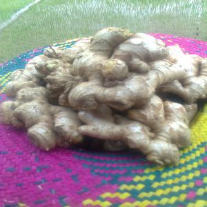  Gingembre De Madagascar, Frais Ou Seché - fruits secs et graines grillées nous disposons des rhizomes de gingembres d'origine de madagascar,  fraichement recoltés, --gout- fort--parfum typique- citronelle, --rapport d'analyse chromatographique des constituants- disponible--quantité- 03 tonnes--conditionnement- sacs en plastique de 50 kg-- 