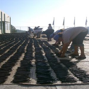  Vanille Conventionnelle/bio Du Mexique - épices aromates bonjour, ----notre soci&eacute;t&eacute; vous propose de la vanille du mexique - --classique,  gastronomique,  cosse,  poudre,  sucre,  semilla,  sous blister,  vanille biologique dans l'artisanat,  liqueurs