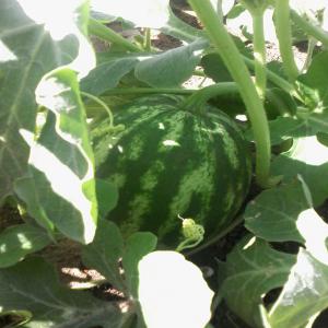  Fertilisant Organique 100% Bio - chimie additif engrais un nouveaux produit fertilisant nanotechnologique----- plus de 30% de rendement que chimique--- ne utilise pas les traitement chimique--- le cous moins que chimique 30%---en gaine aussi une r&eacute;colte pr&eacute;cousse de 30 jours--- plus le gout des des culture est formidable--- la r&eacute;duct