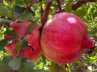  Grenades De La Tunisie - fruits et légumes bonjour, --nous disposons actuellement de 400 tonnes de grenades tunisiennes de très bonne qualité à des prix bien réfléchis prets à l'exportation dans des cartons couverts de 7 à 8 pièces. remarque - je suis un agriculteur.
