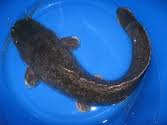  Poisson Silure Disponible - poissons poisson silure disponible au benin en grande quantité livraison au bénin nous disposons d une quantité grande et la posibilté de livrer en europe si possible si le client desire il peut venir visiter notre ferme  