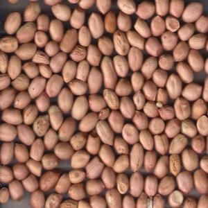  Produit Senegalais - céréales arachide de coque ou décortiquée-- je suis producteur et vendeur de produits agricole (arachide,  maïs...noix d'anacardier) basée au sénégal--une très grande quantité d'arachide de qualité sera disponible à partir du mois de décemb