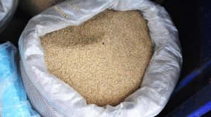  Mille Origine Senegal - féculents bonjour je vends du  mille nouvelle recolte origine senegal veuillez me contacter si vous etes achetteur serieux. merci