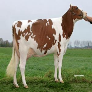  Les Génisses Pleines Race Holsteins - animaux vivants nous sommes une sté étrangére spécialiser dans l'exportation et la commercialisation des génisses au maroc et au nord de l'afrique...