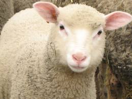  Moutons D'espagne - animaux vivants société espagnole de trading international avec personnel chevronnés dans le commerce international,  offre une quantité minimale de 5000 tetes par mois,  des moutons de haute qualité (20% femelles),  disponibilité en une semaine.--moutons de 6 mois d'âge