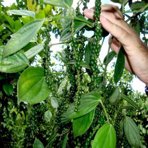  Nouveau Production Poivre Balancota - épices aromates poivre noir balancota produit au costa rica-- 	poivre noir,  blanc,  rouge ou vert,  produit au costa rica,  control de qualité,  représente petits producteurs,  en territoire préserve. memes altitudes que plantación de café. prix a négocies en fonction de la quantit&eac