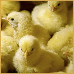  L'elevage Des Poussin - viandes et oeufs je suis intéressé par l'elevage des poussin. je dispose d'une ferme région khouribga je cherche un associé sérieux.--