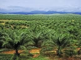  Huile De Palme - huiles unité de production recherche un acheteur potentiel pouvant prendre au minimum 2000 tonnes d'huile de palme par mois en vue de collaborer durablement .nous sommes basés au sud  de la cote divoire.