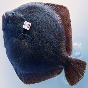  Turbot Label Rouge (vivants, Entiers Ou Pavés) - poissons a obtenu la certification  label rouge  attestant d'une qualit&eacute; gustative sup&eacute;rieure. nous vendons des turbots entiers ou en pav&eacute;s. pour les turbots entiers,  nous proposons trois calibres- 0.5/1kg,  1/1.5kg,  1.5/2kg. en ce qui concerne les pav&eacute;z nous offrons des pav&eacute