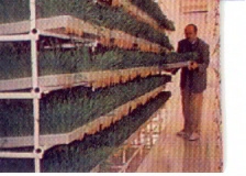  Usine De Fourrage Vert - aliments pour animaux nous construisons des usines de fourrage vert cl&eacute; en main pour la production intensive de fourrage frais hautement nutritif et 100% naturel  pour l'alimentation animale,  ind&eacute;pendamment des conditions climatiques. une telle usine peut etre op&eacute;rationnelle au milieu du d&eacute;ser