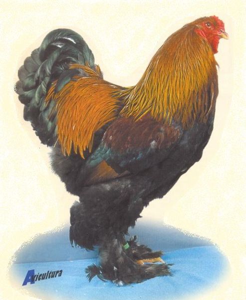  Reproducteurs Oeufs De Poulet De Race Cou Nu - viandes et oeufs je suis basé à san pedro en cote d'ivoire et je dispose des oeufs fecondé et des reproducteurs de volaille de type cou nu.