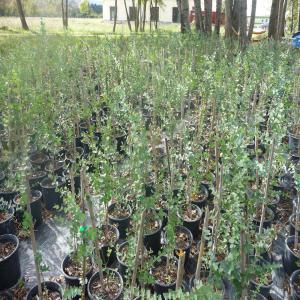  Plants Eucalyptus Gunnii - semence graine plant sp&eacute;cialis&eacute; dans la culture d'eucalyptus gunnii nous en vendons plusieurs centaines.--la tailles des plants varient entre 1 m et 1, 20 m conditionn&eacute;s en conteneurs de 5 et 7 litres.--notre lieu de production est situ&eacute; dans les bouches-du-rh&ocirc;ne (13).----caract&eacute;r