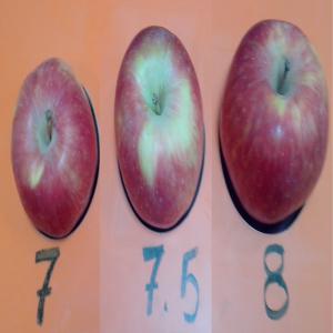  Pommes Très Bonne Qualité - fruits et légumes -très bonne qualité avec un prix concurrentiel---emballage personnalisé selon demande du client--- calibres disponibles entre 7 et 9, 5 cm 