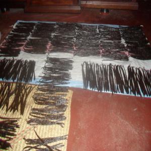  Cinnamon;cloves;vanille;café - horticulture plante biocarburant we are in antalaha ,  buy  the vanilla bean--we shell by fob price not cif or cnf price--