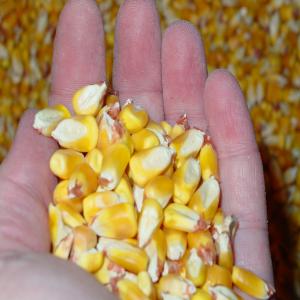  Mais Grade - aliments pour animaux nous avons des quantites enormes de mais trade2 pour nourriture animal . on pourra vous livrer de l afrique . clientele cible grossequantite 5000 mt et plus . 