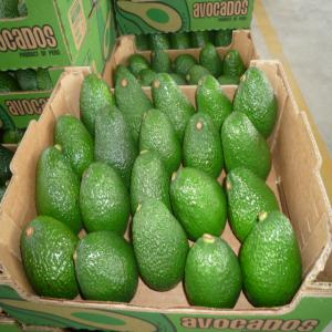 Avocats Hass/fuerte Mexique Perou - fruits et légumes avocats mexique et perou--variete hass principalement et fuerte--4 kgs par colis--5280 colis par conteneur--calibres 14/16/18/20/22--bonne resistance aux longs transports avec everfresh.