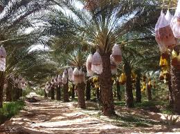  Dattes De Sud Tunisien - fruits et légumes  	nous recherchons des clients pour l'achat des dattes en branche de bonne qualité en provenance de sud tunisien (tozeur). peu importe la région commande et la quantité. si vous etes interessés contacter moi---- 