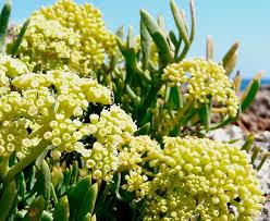  Criste Marine - matiere vegetale saison- juin &agrave; ao&ucirc;t----r&eacute;tention hydrolipidique,  cellulite,  adiposit&eacute;,  ob&eacute;sit&eacute;,  amincissement--ent&eacute;rocolite parasitaire,  parasitoses--inflammation des glandes,  hypothyroïdie--cosm&eacute;tique - --raffermissant,  r&eacute;g&eacute;n&eacute;rant et anti 