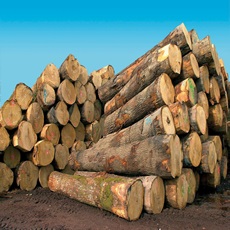  Bois Divers. - bois charbon fibre origine- afrique,  europe,  russie--grumes,  planches,  bastins,  poutres,  tasseaux,  bois de coffrage--moulures,  baguettes,  chants plats,  chambranles,  corniches,  parquets,  planchers--portes,  fenetres--