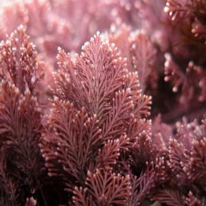  Algue Corallina - matiere vegetale saison- avril &agrave; juillet---- usages---  alimentaire,  cosm&eacute;tique,  alimentation animale,  chimie,  et pharmaceutique.--propri&eacute;t&eacute;s---  anti-inflammatoire--  vermifuge--  propri&eacute;t&eacute;s anticoagulantes