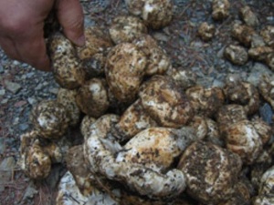  Vendre Champignon Matsutake (tricholoma Matsutake - champignon levure bonjour nous vendons champignon matsutake ,    nous prenons les commandes pour le saison de morilles ,  c&eacute;pes ,  girolles etc.. --