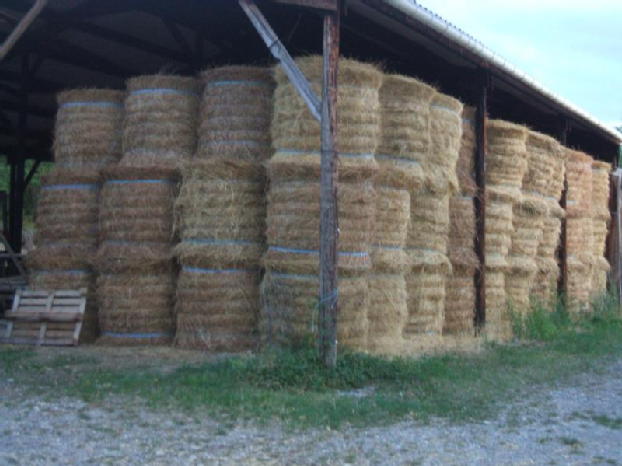  Vends Foin, Prairie Naturelle - aliments pour animaux vends foin,  prairie naturelle botte cubiques de 400 kgs. quantité 500 tonnes. 90 euros ttc livraison assurée par camion remorque.--- 90euro--- livraison assuree par camion remorque.--- 500 tonnes 