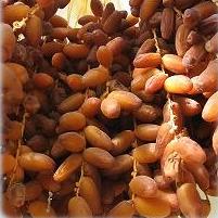  Dattes Algériennes Fraîches Novembre 2013 - fruits et légumes producteur d'une qualité de datte biologique spécifique et connue mondialement nommée deglet nour,  cette datte est nullement trouvée dans le monde que dans la région de biskra en algérie,  par son micro-climat la datte adopte une conception typique d'humidit&