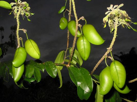  Recherche Clients Sérieux Pour Griffonia - horticulture plante biocarburant je dispose d'un réseau de fournisseurs de griffonia. nous sommes à la recherche de clients sérieux en vue d'établir un  partenariat.