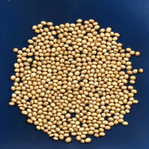  Du Soja Pour Tout Vos Besion - céréales  je suis un commer&ccedil;ant de soja et autres et desirant satisfaire la demande de tout vos besoin en matiere de soja.--merci de me joindre.