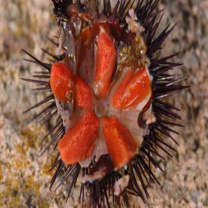  Oursin De L'etang De Thau Qualitee Extra - coquillage crustacé pecheur proffesionel sur l'etang de thau je propose de l'oursin extra de l'etang de thau.d'autre coquillages possible.etiquette sanitaire ok ainsi que la tracabiliter du produit.