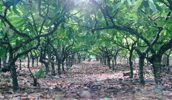  Nous Recherchons Des Investisseurs - café cacao thé  nous recherchons des investisseur qui peut investi dans le cacao et cafe ,  en effet nous avons des hectare de cafe et cacao ,  que nous avons pas les moins financier pour entretenir ,  donc nous recherchons des investisseur.--