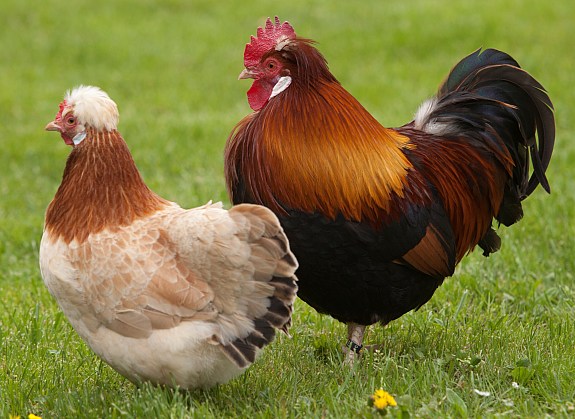  Oeufs, Poussins De Poulet De Race Brahma& Cou Nu - viandes et oeufs notre ferme situé a san pedro en cote d'ivoire dispose maintenant de la race brahma en plus des cou nu deja existant.--les poussins et oeufs sont disponible.--