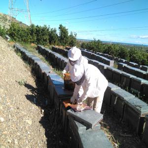  Vente De Miel 100% Naturel - produits sucrés distingué monsieur--- nous sommes apiculteurs espagnols à sagunto (valencia),  en espagne.--nos racines de famille touvent son origine à l´apiculture,  puisque nous sommes la quatrième génération consacrée à ce travail. nos ancetres nous ont tran