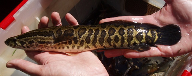  Channa Argus - poissons   suis à la recherche de fournisseur éventuel de couples de channa argus! cordialement 