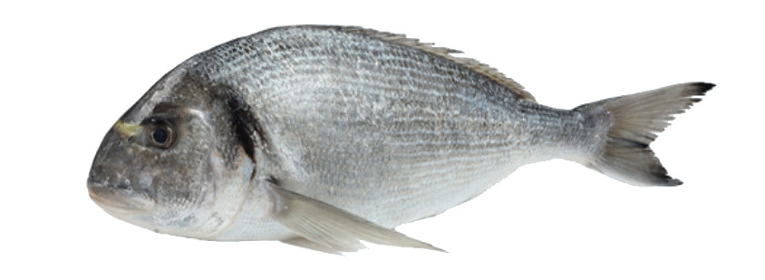  Bar Maigre Et Dorade Bio De Corse - poissons le bar/ aussi appelé « loup » en méditerranée,  c’est le poisson noble par excellence. parce que la nature prend son temps,  il faut 20 mois pour produire un bar de 350/450g et près de 40 mois pour un poisson d’1kg et plus. calibres proposés - 200/300g,  300/400g,  400